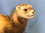 Furetto Taxidermie volledige montage - Mustela furo with
