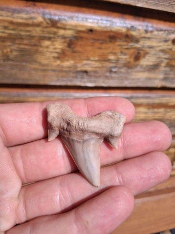 Requin - Dent fossile - Otodus Obliquus (Sans prix de, Collections