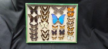 Large World Months wood box - ex French Mr OUVAROFF