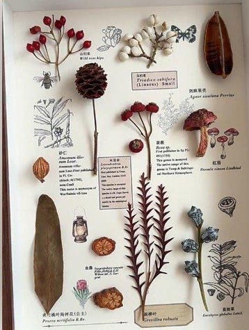 Diverse plantenspecimina Taxidermie volledige montage -
