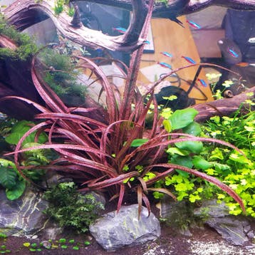 Cryptocoryne Spiralis Red  Limited Collection In Vitro, Verzenden, Nieuw