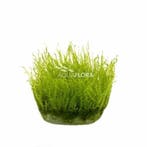 Leptodictyum riparium (stringy moss) - In Vitro, Verzenden, Nieuw