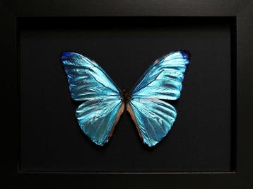 Vlinder Taxidermie volledige montage - Morpho adonis - 18 cm