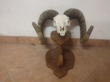 Mouflon Schedel met gewei - Muflone - 40 cm - 50 cm - 40 cm