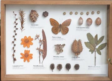 Diverse planten en een vlinder Taxidermie volledige montage