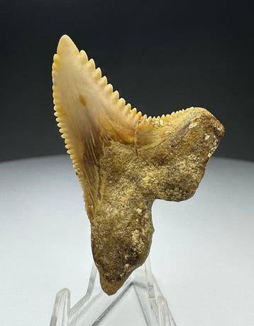Hemipristis serra - Fossiele tand - 4.2 cm - 3.4 cm (Zonder, Verzamelen, Mineralen en Fossielen