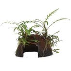 Tropica Hygrophila pinnatifida on Cocos, Verzenden, Nieuw