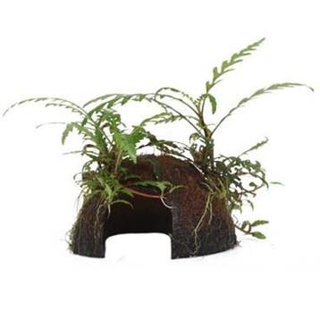 Tropica Hygrophila pinnatifida on Cocos, Verzenden, Nieuw