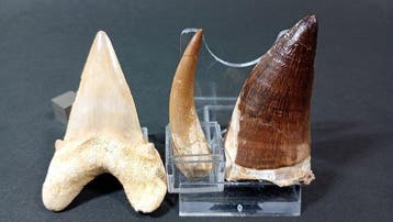 Haai, Plesiosaurus en Mosasaurus - Fossiele tanden - Otodus