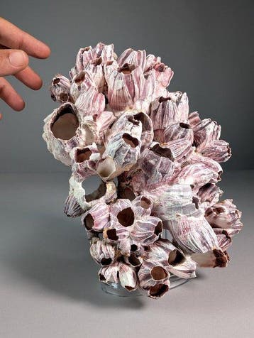 colonie de balanes Coquillage marin - Balanus sp. (Sans prix, Nieuw
