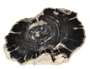 Versteend hout - Gefossiliseerd hout - Dipterocarpus - 39 cm