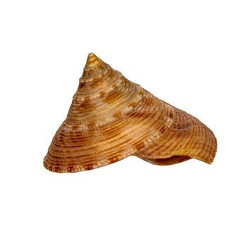 Calliostoma formosense 50 mm schelp zeeslak -, Nieuw