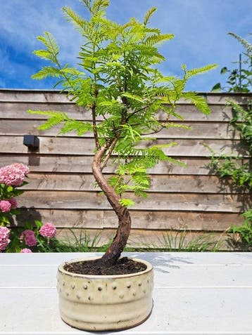 metasequoia bonsai in bonsaischaal - Hoogte (boom): 35 cm -