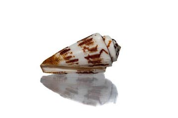 Conus gubernator 57 mm | kegelslak in topkleur - perfecte, Nieuw