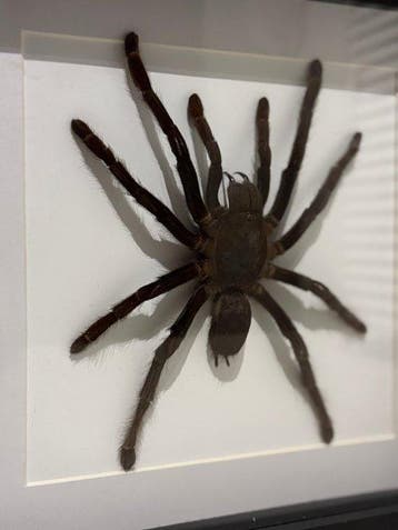 Opgezette Vogelspin in lijst Taxidermie volledige montage -, Collections, Collections Animaux