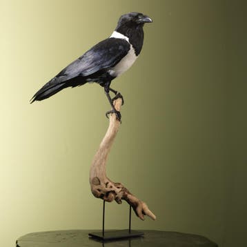 Schildraaf Taxidermie Opgezette Dieren By Max, Ophalen of Verzenden, Nieuw, Vogel, Opgezet dier