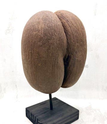 Coco de mer Taxidermie volledige montage - Lodoicea