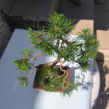 Bonsaï Pin (Pinus) - Hauteur (arbre) : 37 cm - Profondeur