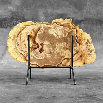 Belle tranche de bois pétrifié sur un socle personnalisé -