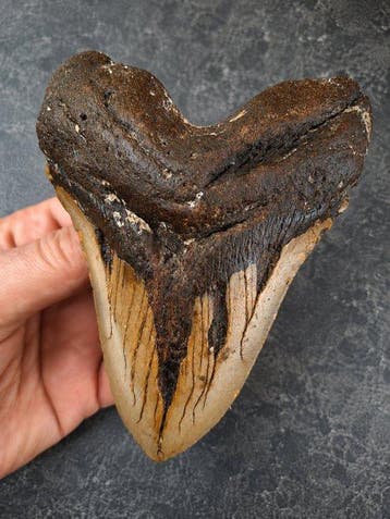 Large Megalodon - 300+ gram/ 13+cm - Fossiele tand - Otodus