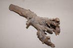 Kuwa Root stronk 25-30cm Greywash