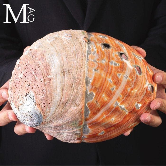 Grote parelmoeren schelp - prachtige zeeschelp - Special XXL, Collections, Minéraux & Fossiles