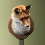 Vos Taxidermie Opgezette Dieren By Max, Verzamelen, Ophalen of Verzenden, Nieuw, Wild dier, Opgezet dier