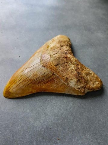 Mégalodon - Dent fossile - 11.3 cm - 9.8 cm