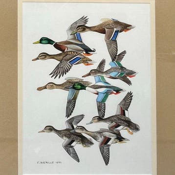 François Bérille (1945) - Étude Comparative de Canards