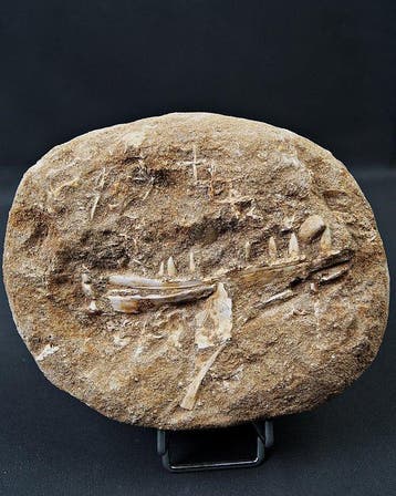 Fossiles - Os de mandibule fossilisé - Mandíbula de, Collections