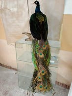 Pauw Taxidermie volledige montage - Pavo cristatus - 180 cm