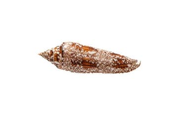Conus bengalensis - Zeldzame Glorie van Bengal -, Nieuw