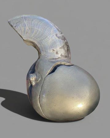 Ammoniet - Gefossiliseerd dier - Rare Jurassic ‘Golden Egg’