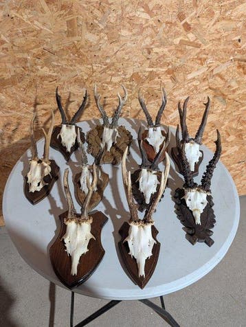 Reebok Taxidermie wandmontage - Capreolus capreolus - 33 cm