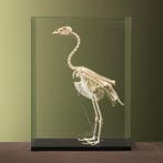 Hoendergans Skelet Taxidermie Opgezette Dieren By Max, Ophalen of Verzenden, Opgezet dier