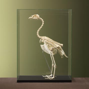 Hoendergans Skelet Taxidermie Opgezette Dieren By Max, Ophalen of Verzenden, Opgezet dier