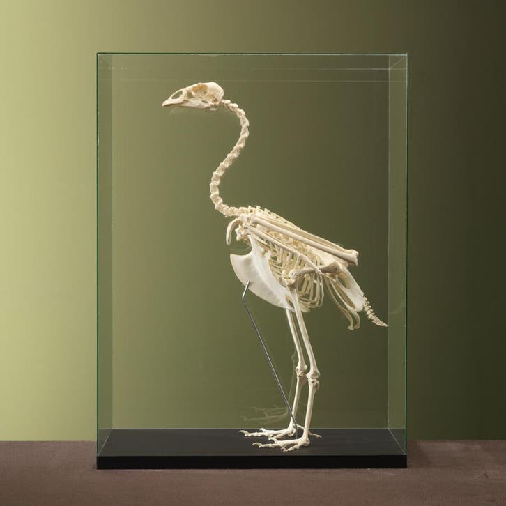 Hoendergans Skelet Taxidermie Opgezette Dieren By Max, Collections, Collections Animaux, Enlèvement ou Envoi