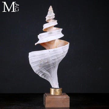 Grote, sculpturale schelp van Triplofusus giganteus met, Nieuw