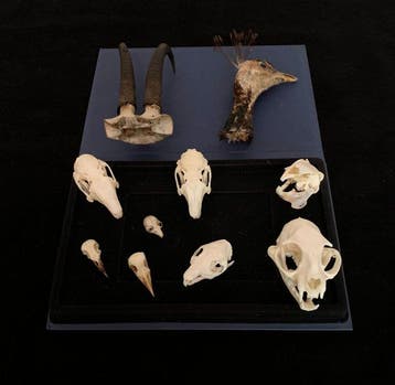 Verzameling schedels van vogels en zoogdieren Schedel - Se, Nieuw