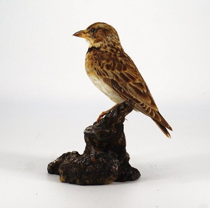 Calandra Taxidermie volledige montage - Melanocorypha, Collections, Collections Animaux
