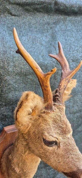Siberische ree Taxidermie wandmontage - Capreolus pygargus -, Nieuw