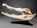 Siamees krokodil (ALLEEN EU-bieders) Schedel - Crocodylus, Nieuw