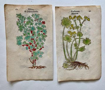 Leonhart Fuchs - Primi de stirpium historia commentariorum