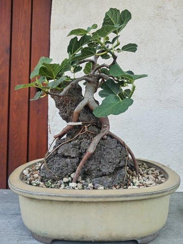 Vijgenboom bonsai (Ficus) - Hoogte (boom): 23 cm - Diepte, Antiquités & Art