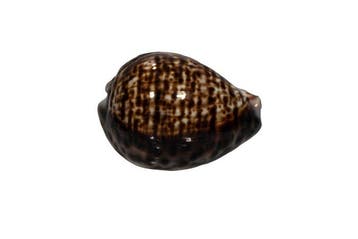 Tijgerkauri met een zeldzaam patroon: Cypraea tigris (72 mm), Nieuw