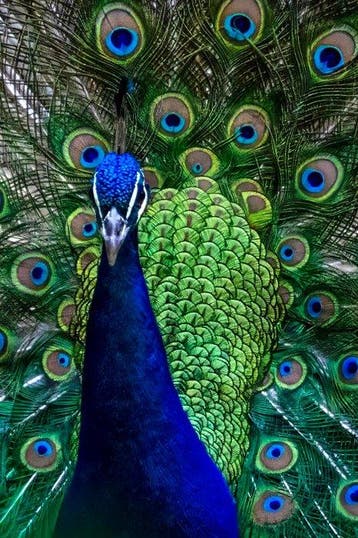 Viktoria Farkas - Nature’s Masterpiece