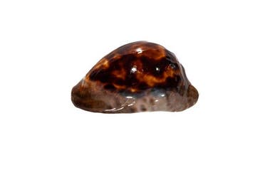 Ultrareine Zoila venusta episema (sorrentensis) –