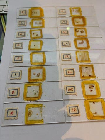 Microscope slide - plants, botany - 1940-1950, Collections