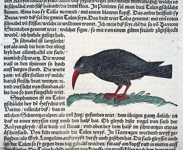 Conrad Gesner - First German Issue - Red-billed Chough,