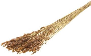 Thatch Reed graspluimen Naturel per bundel, Nieuw